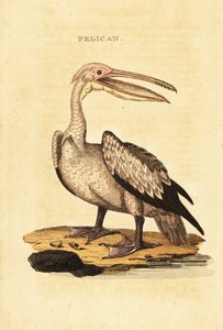 Grande pellicano bianco, Pelecanus onocrotalus
