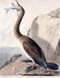 Cormorano (del primo anno), c.1841