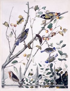 Pettirosso, Cinciallegra (Maschio e Femmina) e Cinciarella (Maschio e Femmina), c.1841 da George (after) Shield