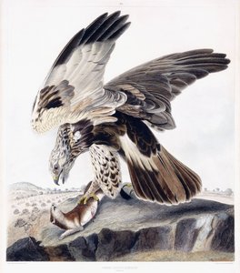 Poiana zampe grosse (femmina), c.1841 (incisione colorata a mano) da George (after) Shield