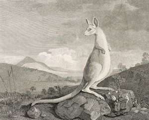 Un animale trovato sulla costa della Nuova Olanda, chiamato Kanguroo, c.1773 (incisione, acquaforte)