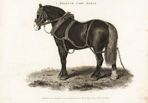 Cavallo da tiro inglese o Shire