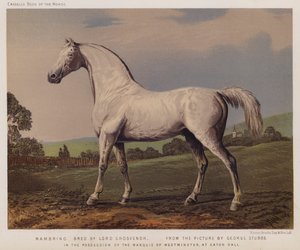 Nambrino, allevato da Lord Grosvenor, in possesso del Marchese di Westminster, a Eaton Hall (litografia a colori) da George (after) Stubbs
