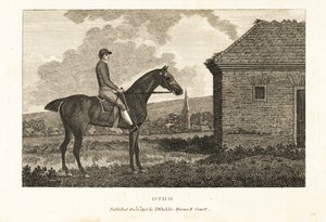 Ritratto del cavallo da corsa purosangue Otho