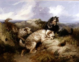 Un Dandy Dinmont e due Cairns a caccia di conigli da George Armfield