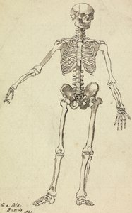 Disegno di uno scheletro da George Augustus Sala