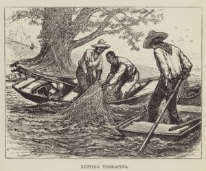 Reti per tartarughe da George Augustus Sala