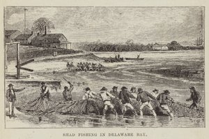 Pesca allo shad nella baia di Delaware da George Augustus Sala