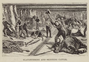 Macellazione e scuoiatura del bestiame