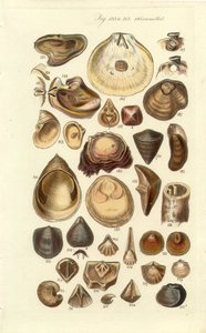 Manuale conchologico Tavola 11. Ostriche e altre conchiglie da George B. Sowerby