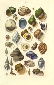 Manuale conchologico Tavola 15. Conchiglie colorate tra cui conchiglie di abalone da George B. Sowerby