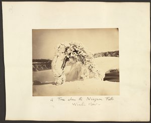Un albero sopra le cascate del Niagara
