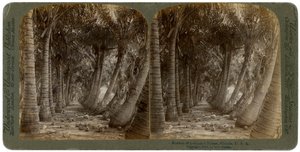 Viale di palme da cocco, Florida, USA, 1891 da George Barker