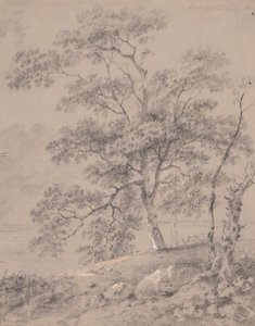 Studio di Albero