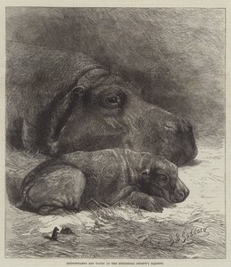 Ippopotamo e Cucciolo ai Giardini della Società Zoologica da George Bouverie Goddard
