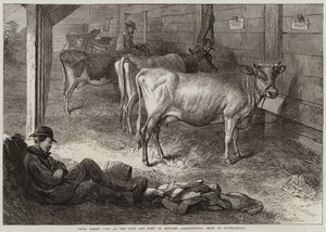 Mucche Jersey premiate alla mostra agricola di Bath e West of England a Southampton