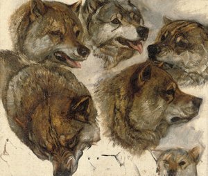 Studi di teste di husky da George Bouverie Goddard
