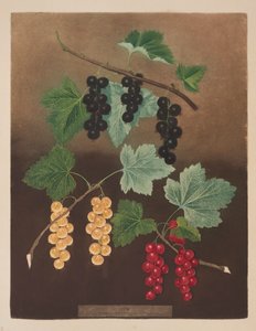 Ribes: Ribes nero e grandi ribes rosso e bianco olandesi (tav.5) da 