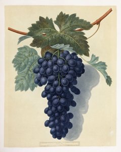 Piatto LII (un grappolo di uva viola) da George Brookshaw