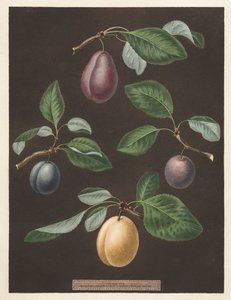 Pomona Britannica: No. 17 - Prugne da George Brookshaw