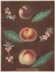 Pomona Britannica: No. 33 - Pesche da George Brookshaw