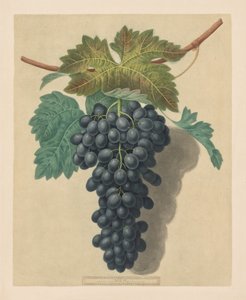 Pomona Britannica: No. 52 - Uva Black Prince, 1809 da George Brookshaw