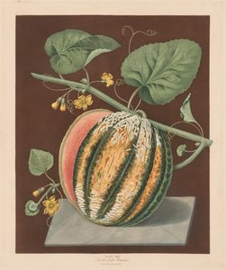 Pomona Britannica: No. 64 - Melone Romana a polpa scarlatta da George Brookshaw