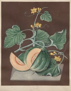Pomona Britannica: No. 71 - Amicua (Melone) da George Brookshaw
