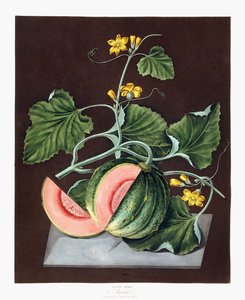 Zucca, 1812 da George Brookshaw