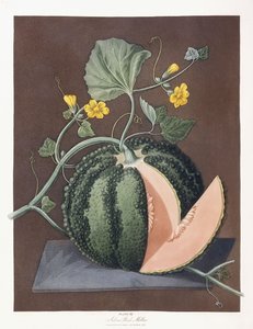 Melone d