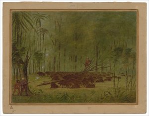 Una Lotta con i Pecari - Caribbe da George Catlin