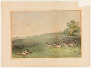 Tiro alle antilopi - n. 20 da George Catlin