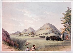 Caccia al Bisonte da George Catlin