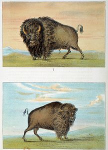 Bisonte, maschio e femmina, Stati Uniti. Illustrazione di George Catlin da George Catlin