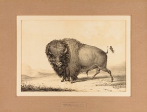 Buffalo Bull - n. 2