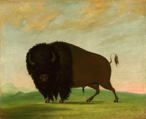 Toro di bufalo che pascola nella prateria, 1832-1833 da George Catlin