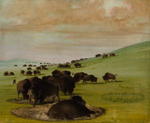 Tori di bufalo in una pozza, 1837-1839 da George Catlin