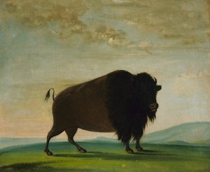 Mucca di bufalo, al pascolo nella prateria, 1832-1833 da George Catlin