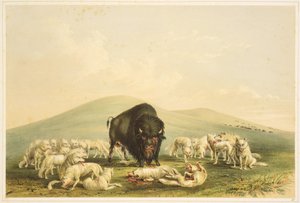 Caccia al bufalo: Caccia al bufalo: Lupi bianchi all