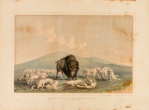 Caccia al bufalo, lupi bianchi che attaccano un toro di bufalo - n. 10 da George Catlin