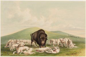 Caccia al bufalo, lupi bianchi attaccano un bufalo da George Catlin