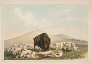 Caccia al bufalo, lupi bianchi che attaccano un bufalo, tav. 10 dal North American Indian Portfolio da George Catlin