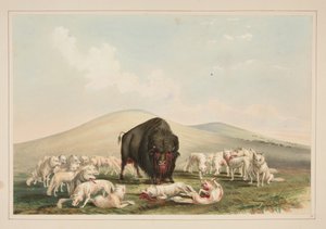 Caccia al bufalo, lupi bianchi attaccano un toro di bufalo, tavola 10 dal Portfolio degli indiani nordamericani da George Catlin