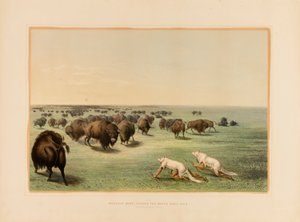 Caccia al bufalo, sotto la pelle di lupo bianca - n. 13 da George Catlin