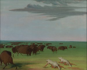 Caccia al bufalo sotto la maschera di pelle di lupo da George Catlin