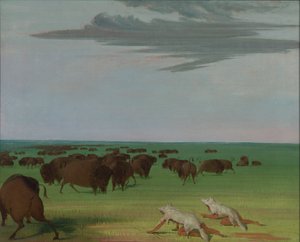 Caccia al bufalo sotto la maschera di pelle di lupo, 1832-1833 da George Catlin