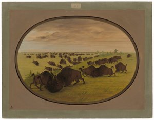 Tori che combattono da George Catlin