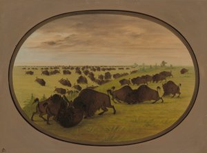 Tori che combattono da George Catlin
