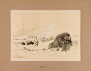 Bufalo morente - n. 17 da George Catlin