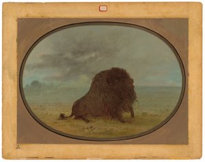 Bufalo morente da George Catlin